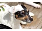 Adopt Lillian a White - with Black Jack Russell Terrier / Mutt / Mixed dog in