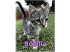 Adopt Bedilia a Brown Tabby Domestic Shorthair / Mixed (short coat) cat in