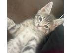 Adopt Scrappy a Gray, Blue or Silver Tabby Tabby / Mixed (short coat) cat in