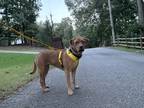 Adopt Avery a Tan/Yellow/Fawn Mixed Breed (Medium) dog in Gillsville