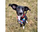 Adopt Kalimba a Border Collie, English Pointer