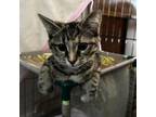 Adopt Cadbury a Domestic Short Hair