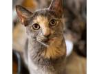 Adopt Bunny Two a Domestic Short Hair
