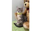 Adopt Lemmy a Gray or Blue Domestic Shorthair / Domestic Shorthair / Mixed cat