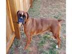 Adopt Dakota a Boxer