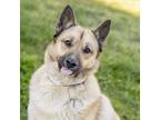 Adopt Kaira a Mixed Breed