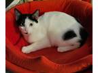 Adopt Donner a Black & White or Tuxedo Domestic Shorthair (short coat) cat in