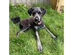 Adopt Fabio a Black Bernese Mountain Dog / Poodle (Standard) / Mixed dog in St.