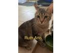Adopt Ruth Ann a Spotted Tabby/Leopard Spotted Domestic Shorthair cat in