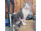Adopt Abbey Baby a Dilute Calico