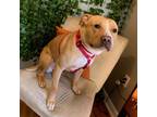 Adopt Leonardo a Tan/Yellow/Fawn Pit Bull Terrier / Mixed dog in Philadelphia