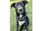 Adopt Elmo a Black Shepherd (Unknown Type) / Border Collie / Mixed dog in Red