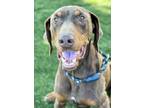 Adopt Fletcher a Red/Golden/Orange/Chestnut Doberman Pinscher / Mixed dog in Red