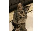 Adopt Twix a Brown Tabby Domestic Shorthair (short coat) cat in New York