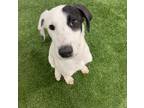 Adopt Sprinkles a Black - with White Mountain Cur / Great Pyrenees / Mixed dog