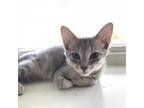 Adopt Kaiju Kitten: Raythe a Gray or Blue Domestic Shorthair / Mixed cat in