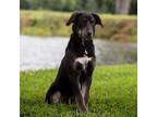 Adopt Bingo a Black Shepherd (Unknown Type) / Mixed dog in Madisonville