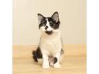 Adopt Bean C12594 a All Black Domestic Longhair / Mixed cat in Minnetonka