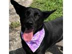 Adopt Hennley a Black Shepherd (Unknown Type) / Mixed dog in Austin