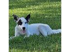 Adopt Blaine a White - with Black Labrador Retriever / Mixed dog in