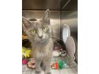 Adopt Rini a Gray or Blue Domestic Mediumhair / Domestic Shorthair / Mixed cat