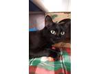 Adopt Colcannon a All Black Domestic Shorthair / Domestic Shorthair / Mixed cat