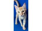 Adopt Clementine a Orange or Red Domestic Shorthair / Domestic Shorthair / Mixed