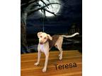 Adopt Teresa a Brown/Chocolate Hound (Unknown Type) / Mixed dog in Pickens