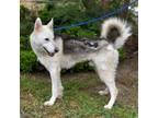 Adopt Angel a White - with Black Husky / German Shepherd Dog / Mixed dog in Los