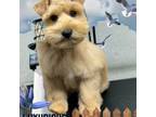 Schnauzer (Miniature) Puppy for sale in Milwaukee, WI, USA