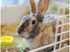 Adopt Hulu a Grey/Silver Other/Unknown / Other/Unknown / Mixed rabbit in