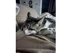 Adopt Smokey a Brown Tabby Domestic Shorthair / Mixed (short coat) cat in Moses