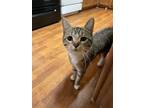 Adopt Tiger Lily a Domestic Short Hair