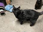 Adopt Mischief a All Black Domestic Shorthair / Mixed (short coat) cat in N Las