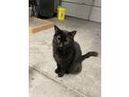 Adopt Iago a All Black Domestic Mediumhair / Mixed (medium coat) cat in N Las