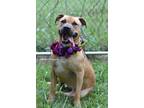 Adopt Ruby 1 - Adoptable a Affenpinscher / Mixed Breed (Medium) / Mixed dog in