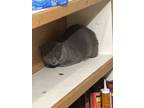 Adopt Blaze a Gray or Blue (Mostly) Domestic Longhair / Mixed (medium coat) cat