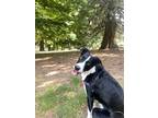 Adopt Layla a Black - with White Border Collie / Whippet / Mixed dog in