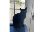 Adopt Squishy a All Black American Shorthair / Mixed (short coat) cat in Chula