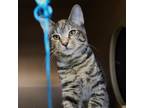 Adopt Aries a Domestic Shorthair / Mixed (short coat) cat in Fayetteville