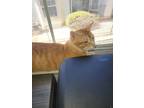Adopt Kyo a Orange or Red Tabby Tabby / Mixed (medium coat) cat in San Antonio