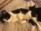 Adopt Bella a Black & White or Tuxedo Domestic Mediumhair / Mixed cat in