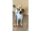 Adopt Ollie 119629 a Brown/Chocolate Shepherd (Unknown Type) dog in Joplin