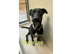 Adopt Shawnee 120068 a Black Labrador Retriever dog in Joplin, MO (38705456)