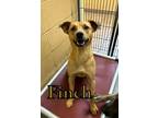 Adopt Finch 27663 a Brown/Chocolate Shepherd (Unknown Type) dog in Joplin