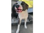 Adopt Jupiter a American Staffordshire Terrier, Mixed Breed