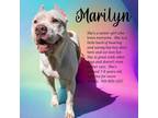 Adopt Marilyn a American Bully