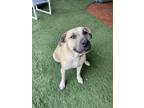 Adopt Apollo a Tan/Yellow/Fawn Staffordshire Bull Terrier / Mastiff / Mixed dog