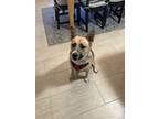 Adopt Buddy a Tan/Yellow/Fawn - with White Carolina Dog / Mixed dog in Little