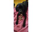 Adopt Buddy a Black Puggle / Mixed dog in Saint Michael, MN (38780673)